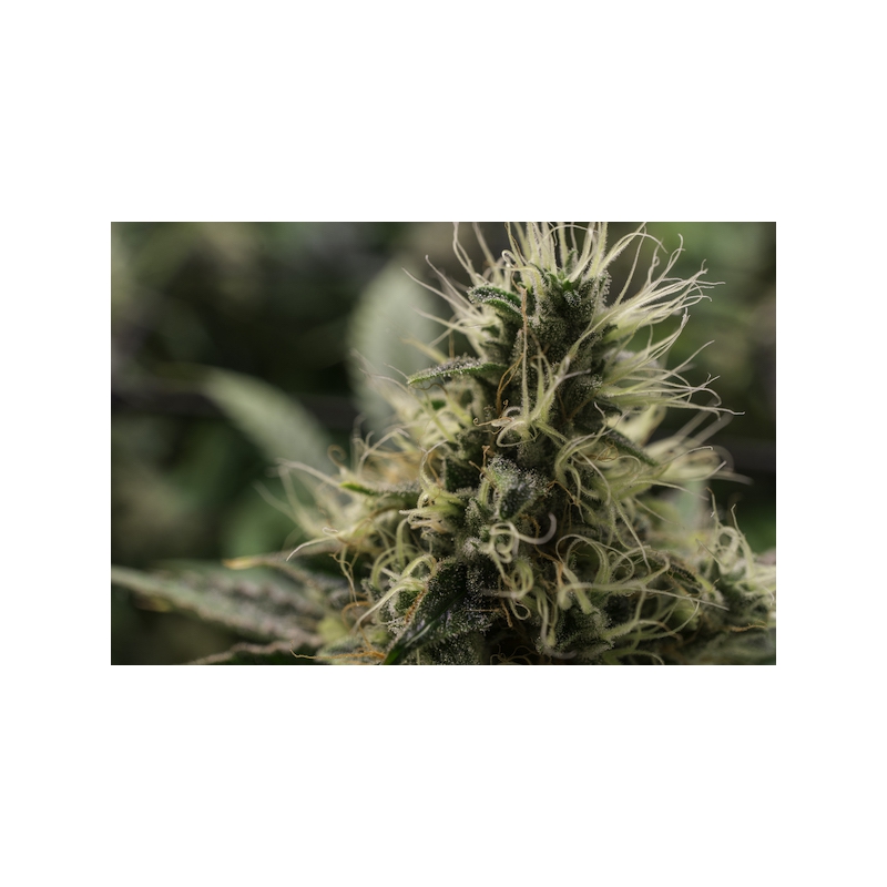 Karel's Haze | Regular Cannabis Seeds | Super Sativa Seed Club