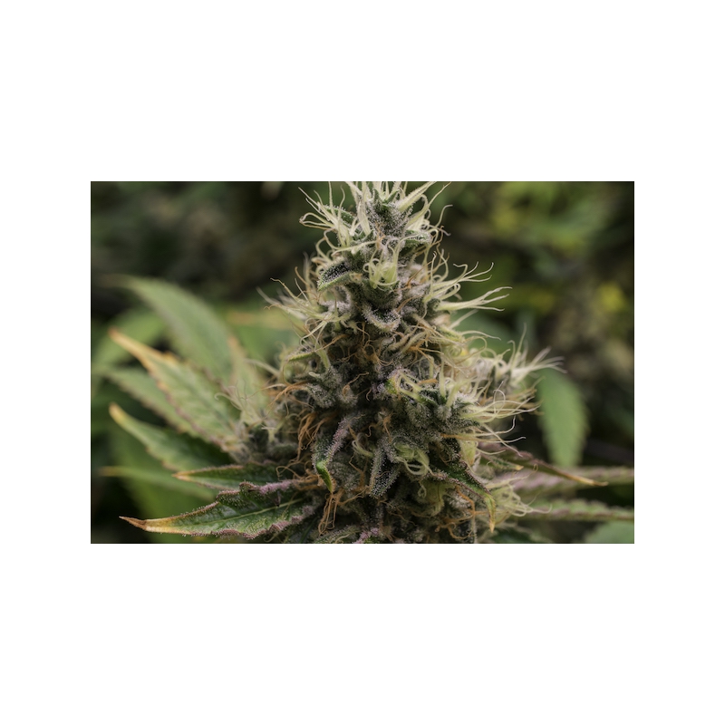 Karel's Haze | Regular Cannabis Seeds | Super Sativa Seed Club
