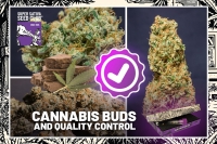  Cannabis Buds and Quality Control (by Stoney Tark)