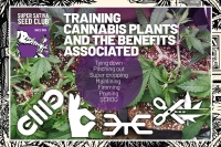  Training Cannabis Plants and The Benefits Associated 