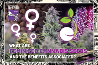 What Are Feminized Cannabis Seeds and The Benefits Associated?