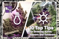 10 Top Tips for Growing Autos Indoors and Outdoors