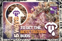 5 Ways To Get The Best Tasting Cannabis Buds (by Stoney Tark)