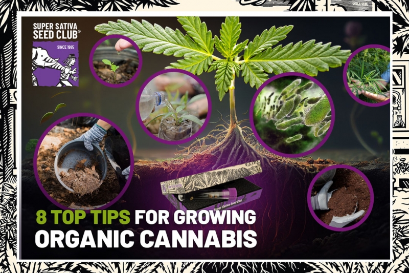 8 Top Tips for Growing Organic Cannabis