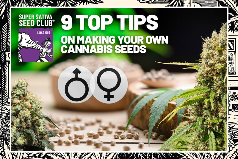 9 Top Tips on Making Your Own Cannabis Seeds 