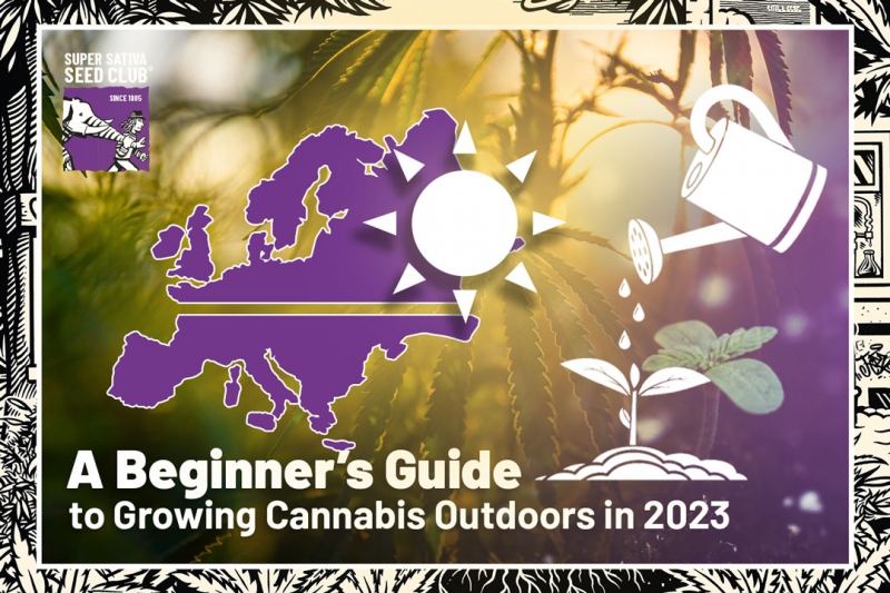 A Beginner’s Guide to Growing Cannabis Outdoors in 2023