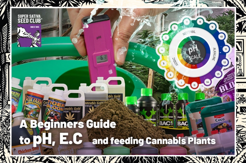 A Beginners Guide to pH, E.C and feeding Cannabis Plants