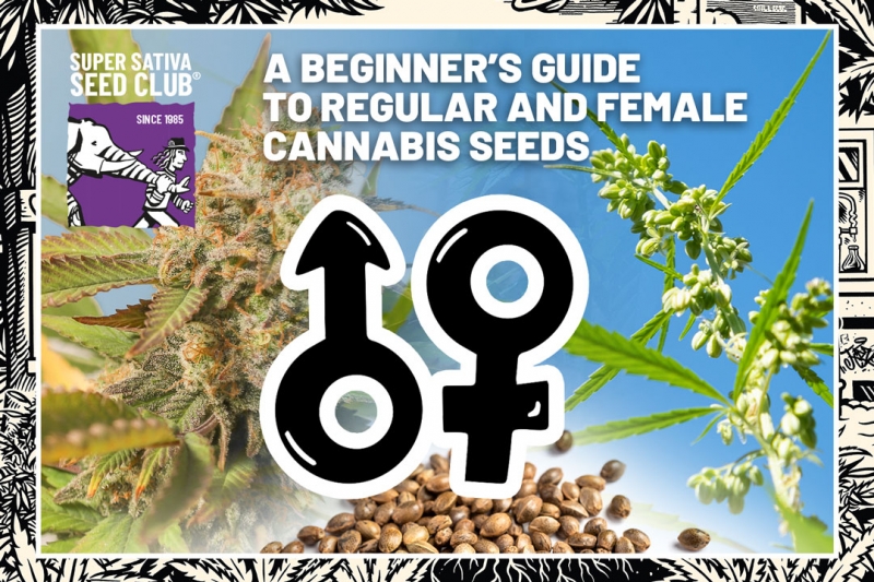 A Beginner’s Guide To Regular and Female Cannabis Seeds