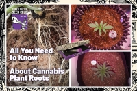 All You Need to Know About Cannabis Plant Roots