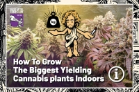 How To Grow The Biggest Yielding Cannabis plants Indoors