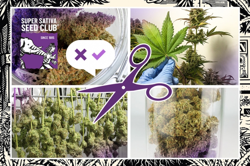 Do’s and Don’ts during harvesting, drying and curing