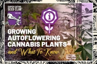 Growing Autoflowering Cannabis Plants and What To Know