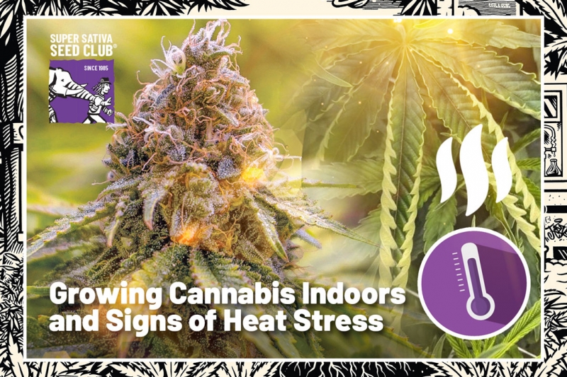 Growing Cannabis Indoors and Signs of Heat Stress