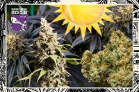How to grow the BEST buds by SSSC - Nr.2: FIRST BASIC TOPIC of OUTDOOR GROWING