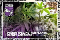 Seeds, Clones, Phenotypes and Mother Plants (by Stoney Tark)