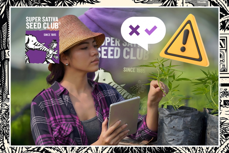 Super Sativa Seed Club Do’s and Don’ts!