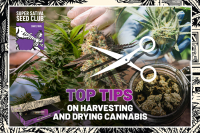 Top Tips on Harvesting and Drying Cannabis
