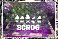 What Is SCROG, and How Does It Work?