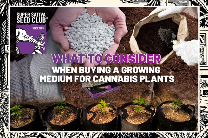 What To Consider When Buying A Growing Medium for Cannabis Plants